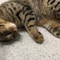 Photo of Comet