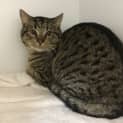 Photo of Comet
