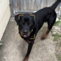 Photo of Angus (60893)