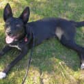 Photo of Harley