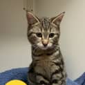 Photo of Banjo