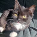 Photo of Luna