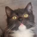 Photo of Luna