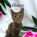 Photo of Honey