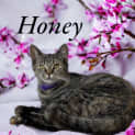 Photo of Honey