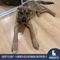 Photo of Elroy   5 Month Old German Shepherd (Trial)