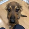 Photo of Elroy   5 Month Old German Shepherd (Trial)