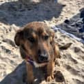 Photo of Elroy   5 Month Old German Shepherd (Trial)