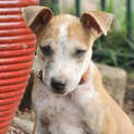 Photo of Tex