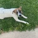 Photo of Roxy