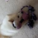 Photo of Shiloh