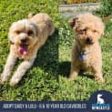 Photo of Daisy   6 Year Old Cavoodle (Trial)