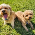 Photo of Daisy   6 Year Old Cavoodle (Trial)