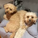 Photo of Daisy   6 Year Old Cavoodle (Trial)