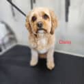 Photo of Daisy   6 Year Old Cavoodle (Trial)