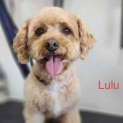Photo of Daisy   6 Year Old Cavoodle (Trial)