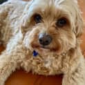 Photo of Daisy   6 Year Old Cavoodle (Trial)