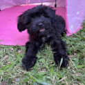 Photo of Spark