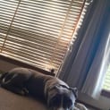 Photo of Livia