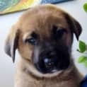 Photo of Pip