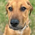 Photo of Darla