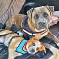 Photo of Alex   3 Month Old Cattle Dog X (Trial)