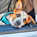 Photo of Alex   3 Month Old Cattle Dog X (Trial)