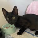 Photo of Toothless