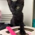 Photo of Toothless