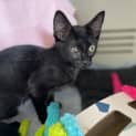 Photo of Toothless