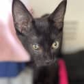 Photo of Toothless