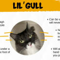 Photo of Lil Gull