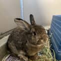 Photo of Bunstoppable