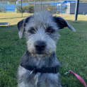 Photo of Chilly