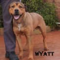 Photo of Wyatt