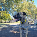 Photo of Griffin