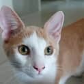 Photo of Milo