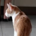 Photo of Milo