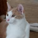 Photo of Milo