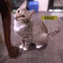 Photo of Mitzi