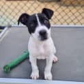 Photo of Midge
