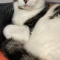 Photo of Boossy