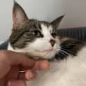 Photo of Boossy