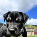 Photo of Duke