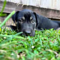 Photo of Duke