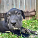 Photo of Duke