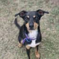 Photo of Marley