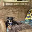 Photo of Marley
