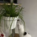 Photo of Sahara