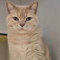 Photo of Cheddar